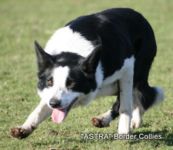 Astra Taff, black and white Male border collie
